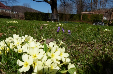 Stängellose Schlüsselblume (Primula vulgaris L.) - © Karoline Kreimer-Hartmann Stängellose Schlüsselblume (Primula vulgaris L.) - © Karoline Kreimer-Hartmann